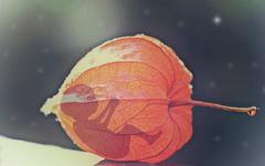Foetus figuré dans un physalis