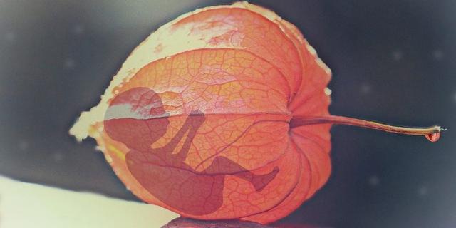 Foetus figuré dans un physalis